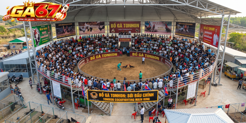 Bồ Gà Tonhon Là Gì? Bồ Gà Tonhon Là Gì?